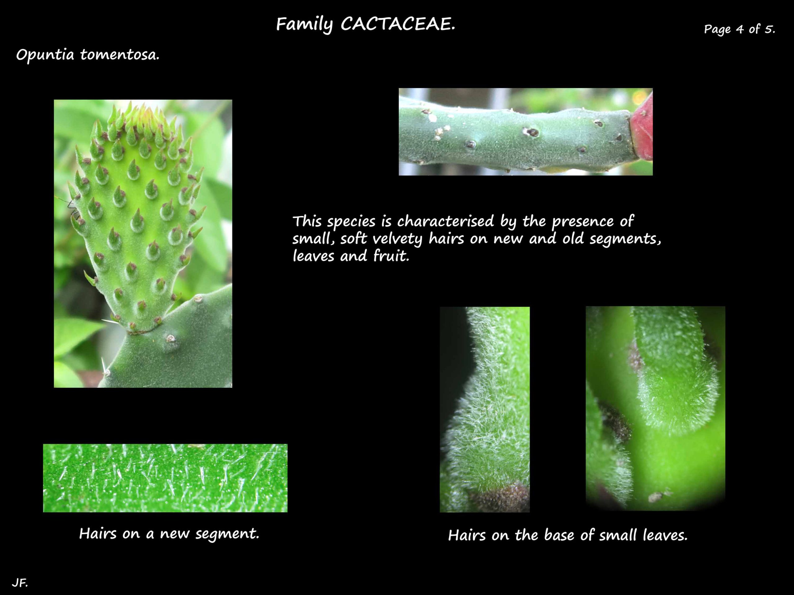 4 Opuntia tomemtosa hairs